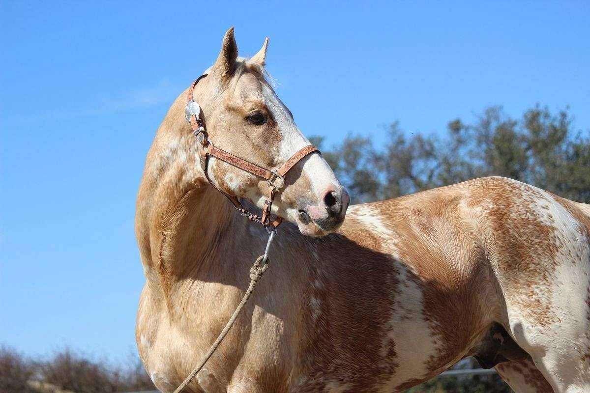 Palomino Thoroughbred Stallion